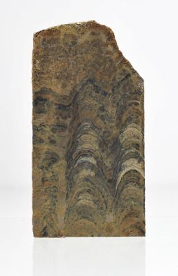Stromatolith (Süßwasser): Pucalithus