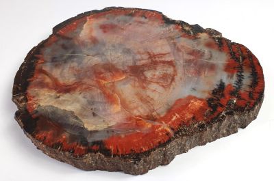 Silicified wood, Triassic; USA