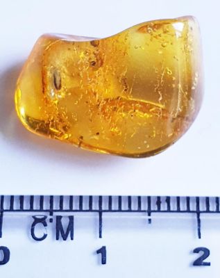Beetle, enclosed in amber