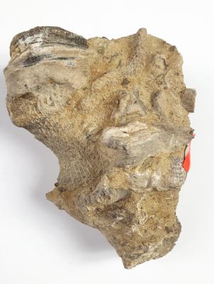 Taphocoenose: coral, trilobite, brachiopode, seelily; Devonian, Germany