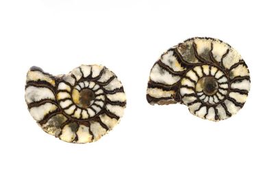 Gesägte und anpolierte Ammonitehälften