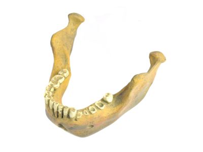 Homo heidelbergensis (Mandibel) - Cast