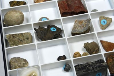 Sammlung "Palaeozoikum": 20 Fossilien