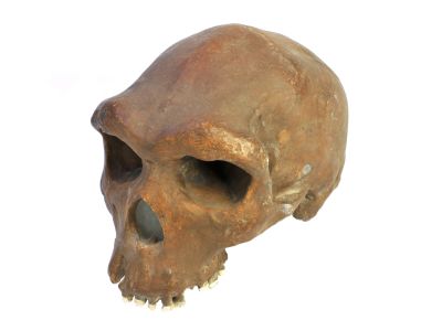 Homo heidelbergensis - Cast