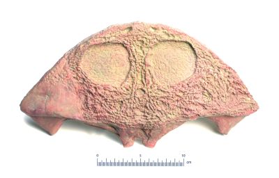 Plagiosaurus pulcherrimus (Cast)