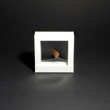 Small Mosasaur tooth in white floating frame