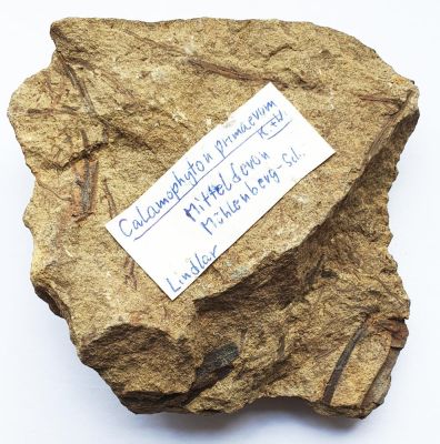 Calamophyton primaevum, Devonian, GER