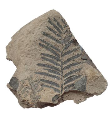 Taxodium dubium, Pliocene, GER