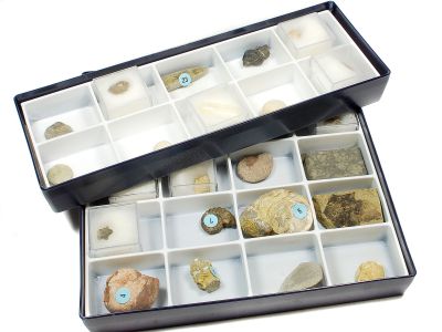 Sammlung "Mesozoikum": 30 Fossilien