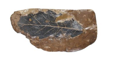 Blatt: Quercus, Frechen, Miozän