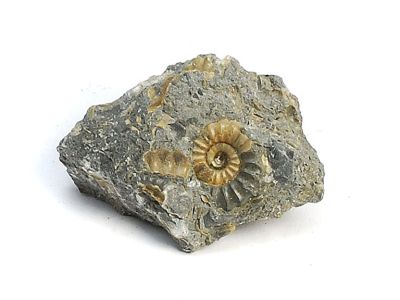 Promicroceras planicosta (one Ammonit on matrix)