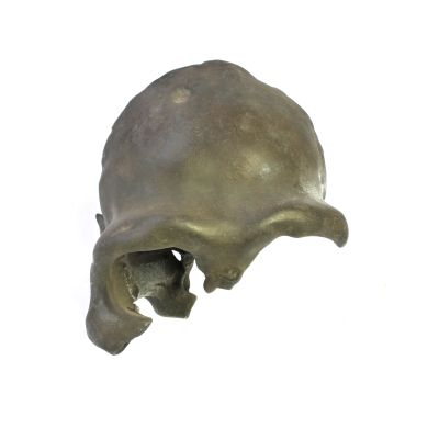 Homo neanderthalensis,fragmentary calvarium (Cast)