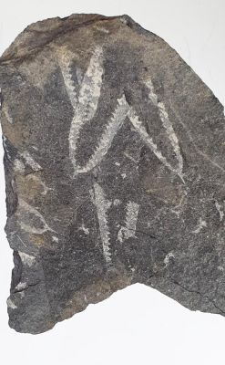 Graptolith: Didymograptus murchisoni (BECK)