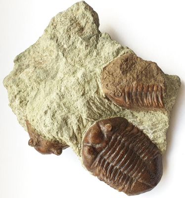 Trilobit: Asaphus, mehrere, Schweden
