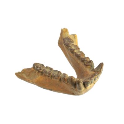 Abguss: Pliopithecus antiquus, Mandibel