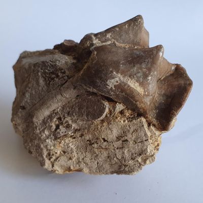 Lophiodon rhinoceros - tooth