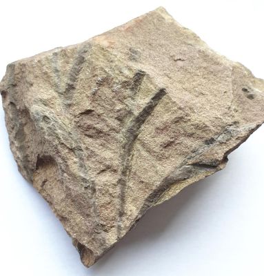Spurenfossil: Lennea schmidti, Devon, Eifel