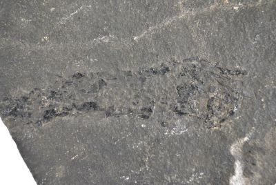 Osteolepis macrolepidotus, Devonian, Orkney, Scotland