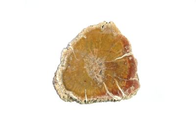 Petrified araucaria wood (both sides polished)