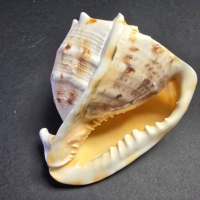 Cypraecassis: 12,5 cm