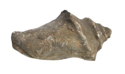Strombus fortisi, Eocene; IT