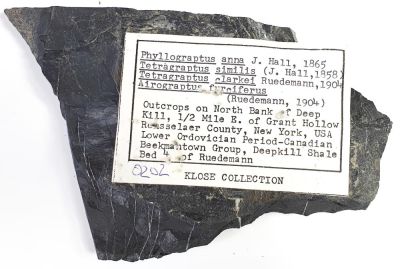 Phyllograptus, Tetragraptus, Airograptus, Ordovician, USA