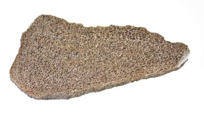 Atlassaurus Knochenfragment (13 cm)