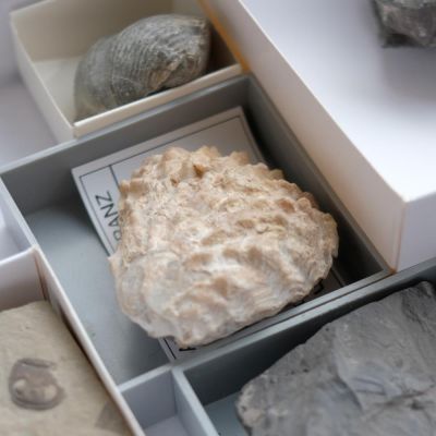 Fossil Surprise Box 02