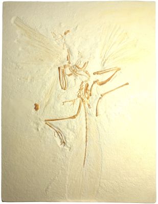 Abguss: Archaeopteryx lithographica (Londoner Exemplar)