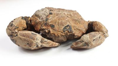 Coeloma helmstedtense, Oligozän, DE