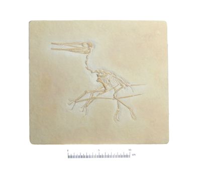 Pterodactylus antiquus - Cast