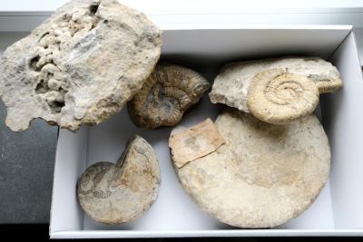Fossil Surprise Box 11: Cephalopods