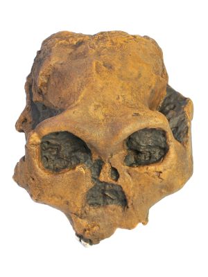 Paranthropus boisei - Cast