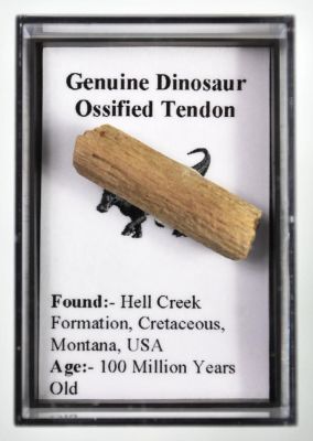 ossified tendon of a dinosaur