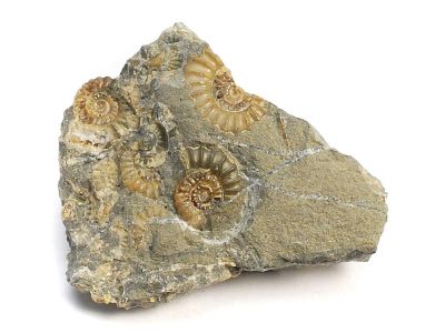 Promicroceras planicosta / Mehrere Ammoniten auf Matrix