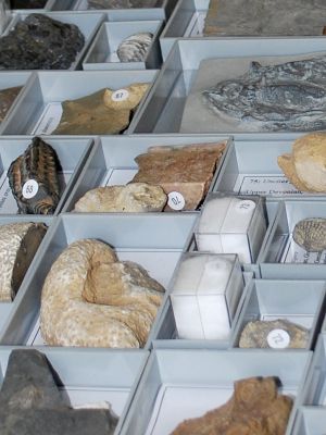 Große stratigraphische Lehrsammlung von 300 Fossilien