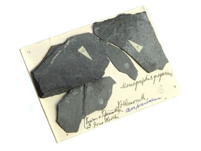 Monograptus gregarius, Silur, Franken