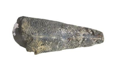Paraconularia crustula, Carboniferous, USA