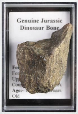 Knochenstück vom Dinosaurier, USA