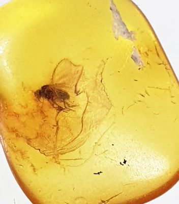 Kriebelmücke((Simuliidae) in Bernstein