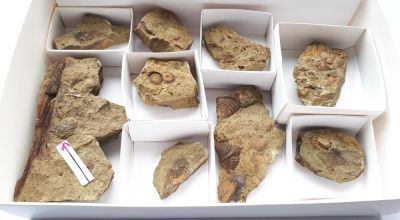 Fossil Surprise Box 10: Lower Devonian, GER