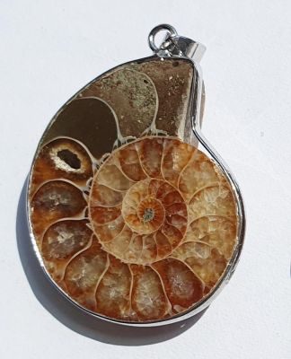 Cleoniceras (2-3 cm), pendant