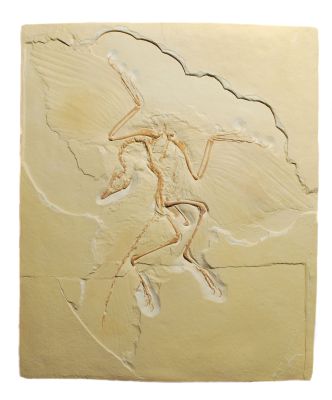 Archaeopteryx lithographica (Cast of Berlin Specimen) - Cast