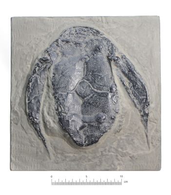 Bothriolepis canadensis (ventral) - Cast