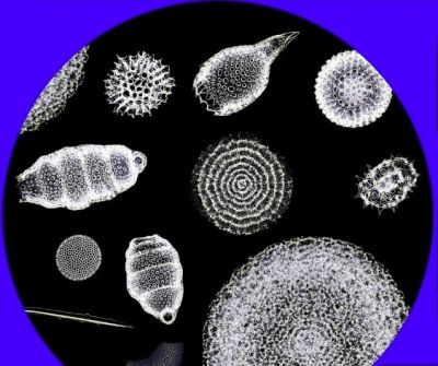 Diatoms - strewn mount, Messinian salinity crises,  Italy