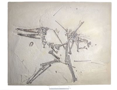 Abguss: Pterodactylus suevicus