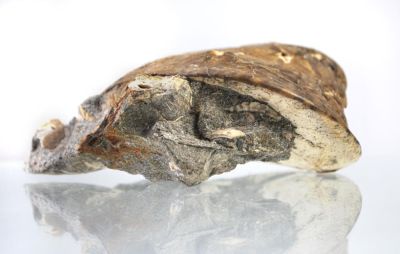 Velates schmiedelinanus, Eocene, HUN