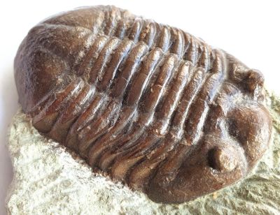 Trilobite: Asaphus several, Sweden