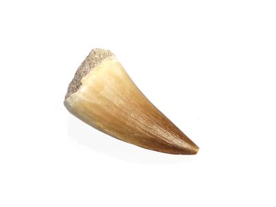 Mosasaurus beaugei tooth