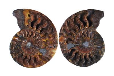 Ammonit: Cleoniceras - 2 Hälften, positiv, negativ